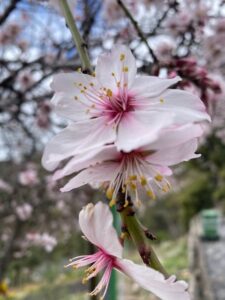 Naše plavba na Kanárské ostrovy [2023] - SeaTime